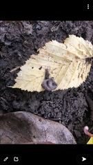 Lumbricidae
