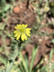 Osteospermum muricatum
