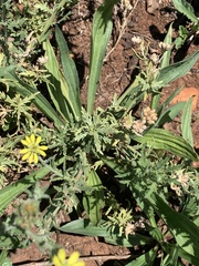 Osteospermum muricatum