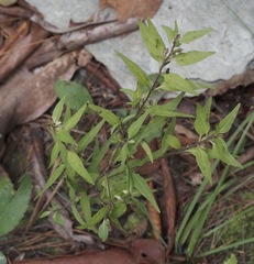 Melampyrum lineare