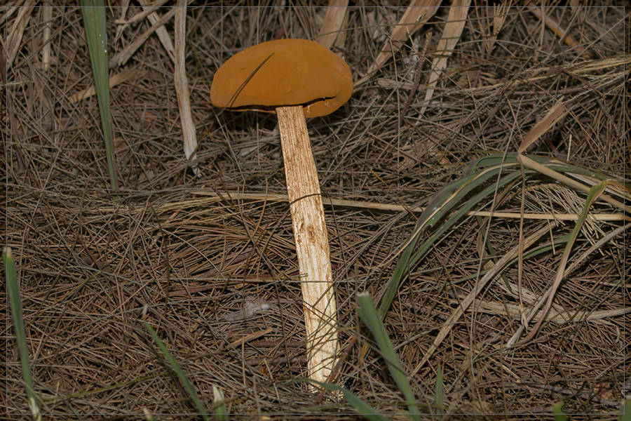 Battarrea phalloides · October 2021 · photo: © r-a-p (iNaturalist, cc-by)