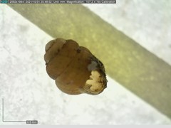 Vertigo substriata