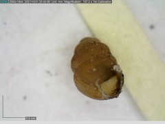 Vertigo substriata
