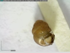 Vertigo substriata