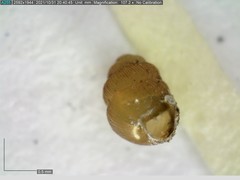 Vertigo substriata
