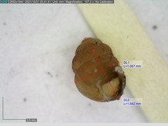 Vertigo substriata