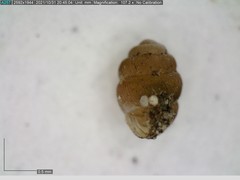 Vertigo substriata