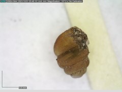 Vertigo substriata