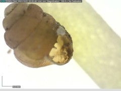 Vertigo substriata