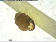 Vertigo substriata