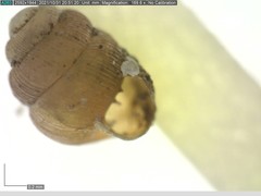 Vertigo substriata