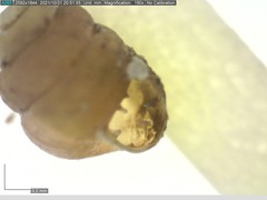 Vertigo substriata