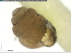 Vertigo substriata