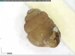 Vertigo substriata