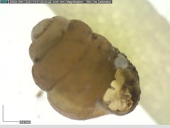 Vertigo substriata