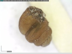 Vertigo substriata