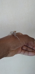 Popa spurca spurca