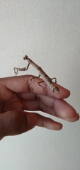 Popa spurca spurca
