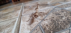Popa spurca spurca
