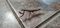Popa spurca spurca