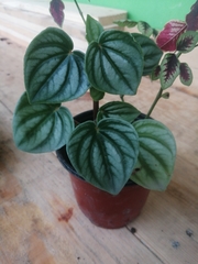 Peperomia argyreia
