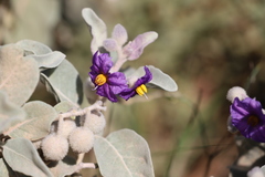 Solanum lasiophyllum