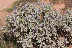 Solanum lasiophyllum
