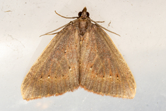 Xanthorhoe occulta