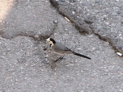 Motacilla alba