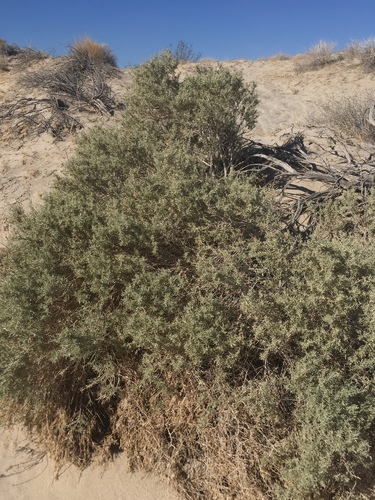 Fourwing Saltbush
