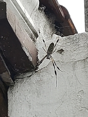 Trichonephila clavipes