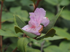 Rhododendron carolinianum