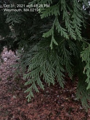 Cupressoideae