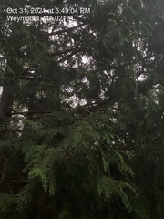 Cupressoideae