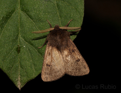 Paracles fusca