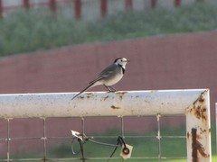 Motacilla alba