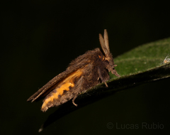 Paracles fusca