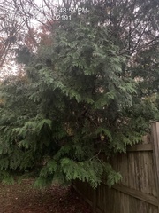 Cupressoideae