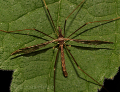 Epiphragma imitans