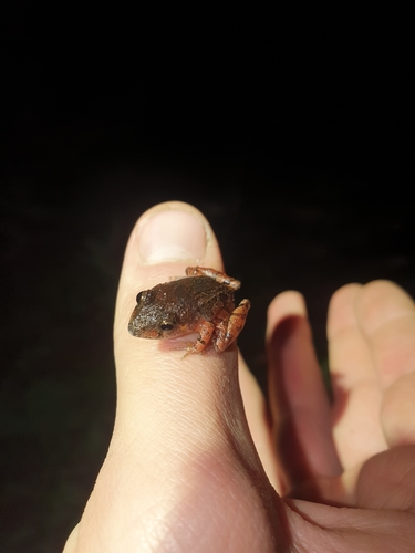Black-banded Robber Frog, Niceforonia nigrovittata