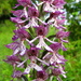 Lady-Monkey Hybrid Orchis - Photo (c) --Tico--, some rights reserved (CC BY-NC-ND)