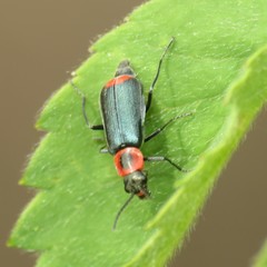 Malachius thevenetii