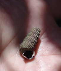 Cerithidea decollata