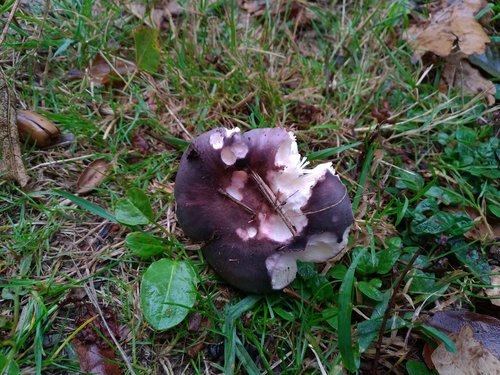Russula cyanoxantha — no rights reserved