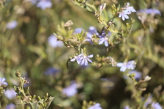 Scaevola cunninghamii