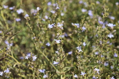 Scaevola cunninghamii