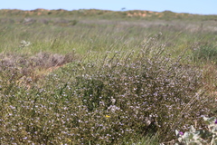 Scaevola cunninghamii