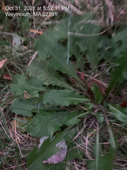 Taraxacum officinale