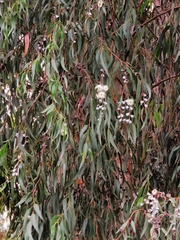 Eucalyptus