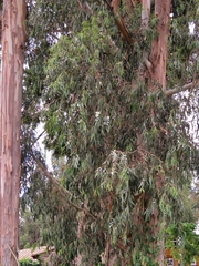 Eucalyptus